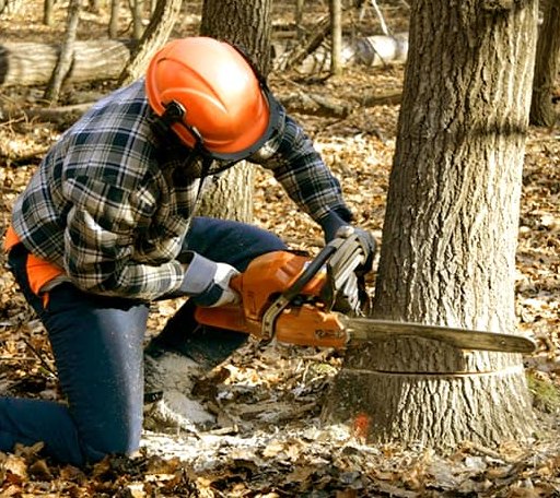Tree Removal in Atchison, KS